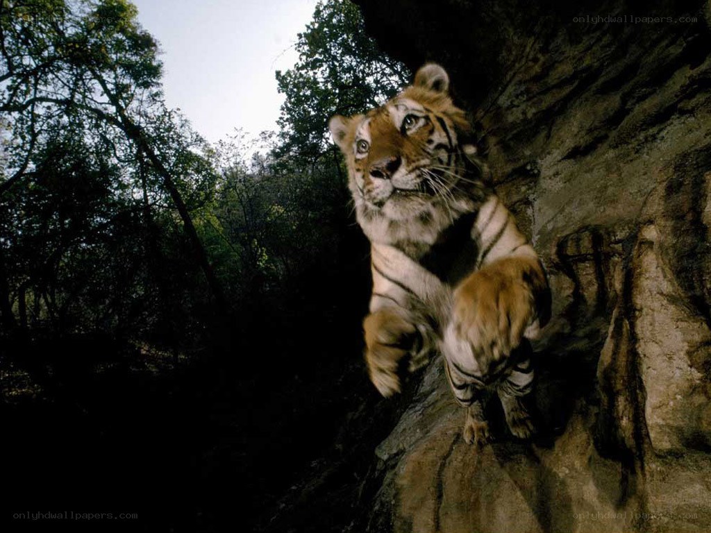 Tiger on a rocky cliff