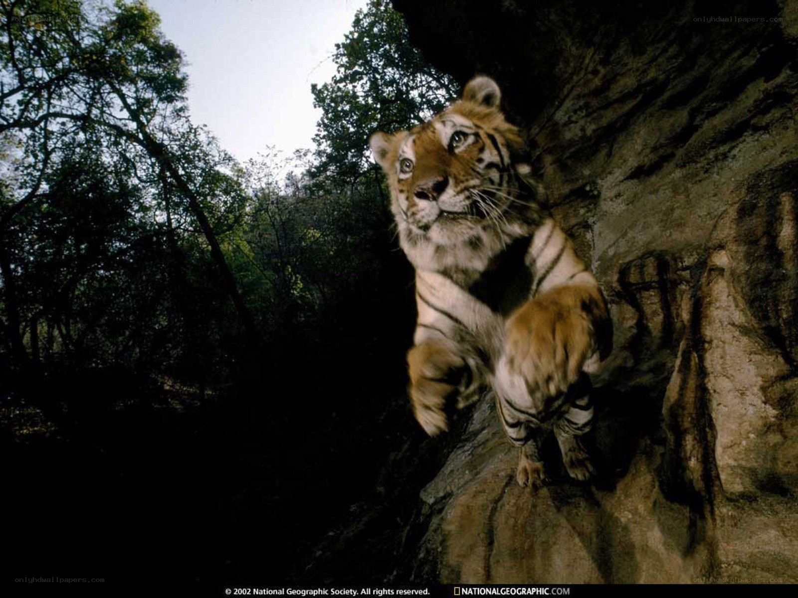 Tiger on a rocky cliff