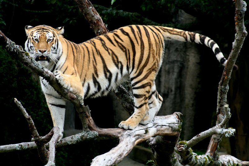Tiger on a tree branch