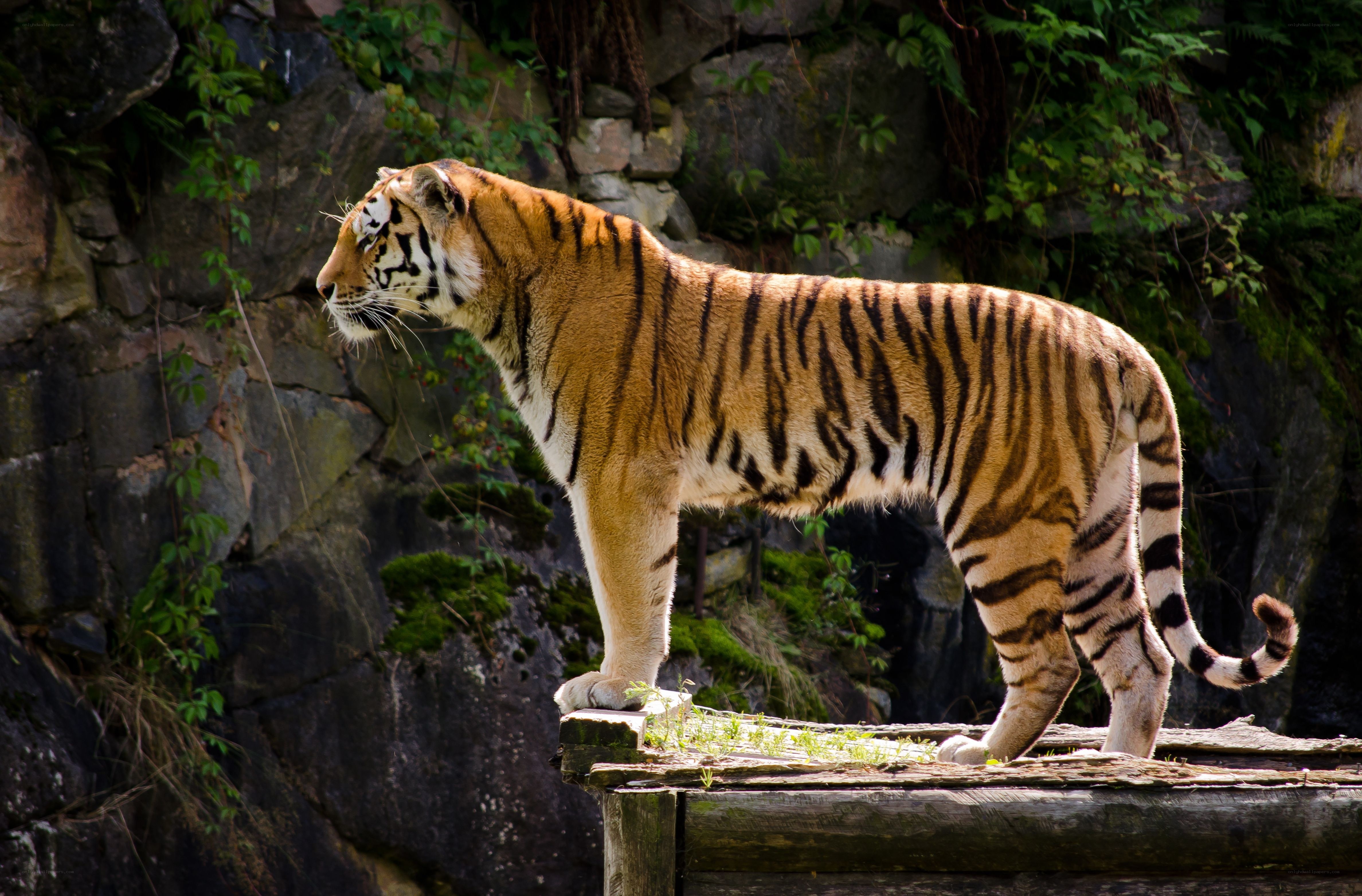 tiger on a wooden platform