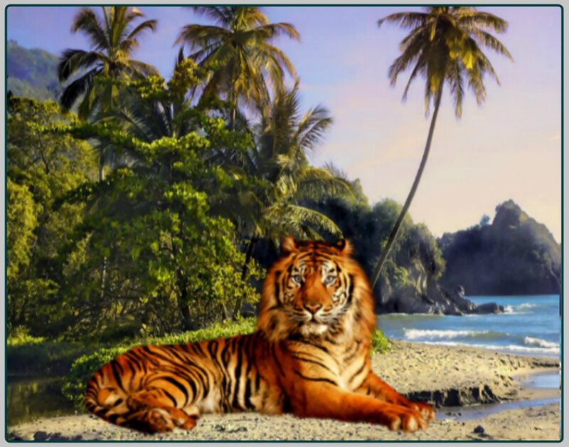 Tiger on Beach