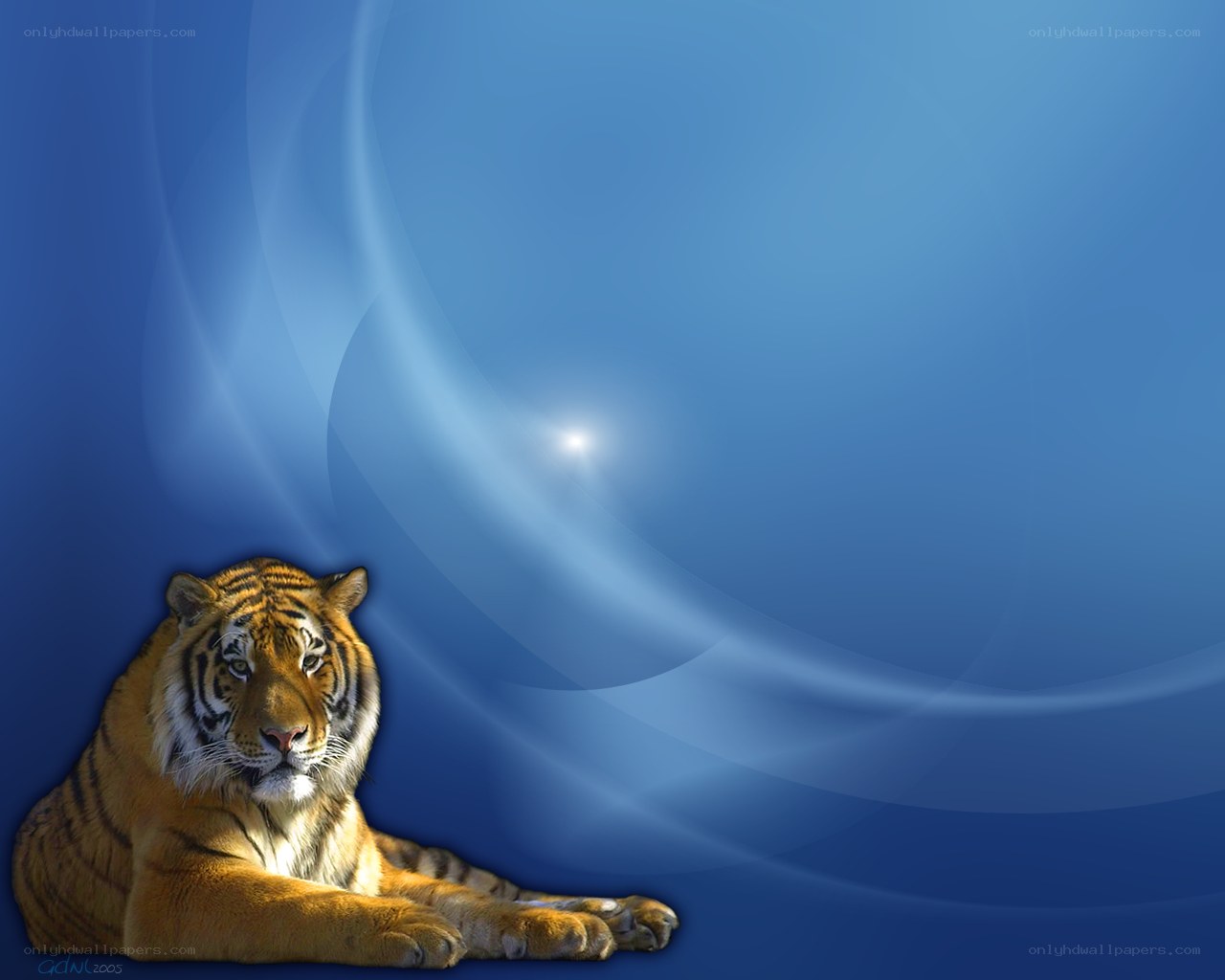 tiger on blue background