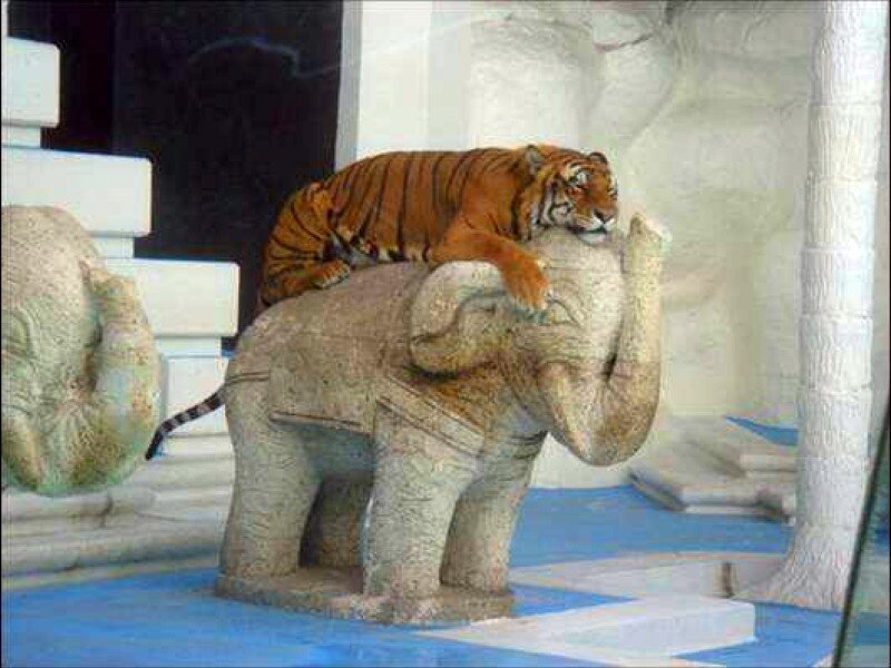 tiger on elephant statue