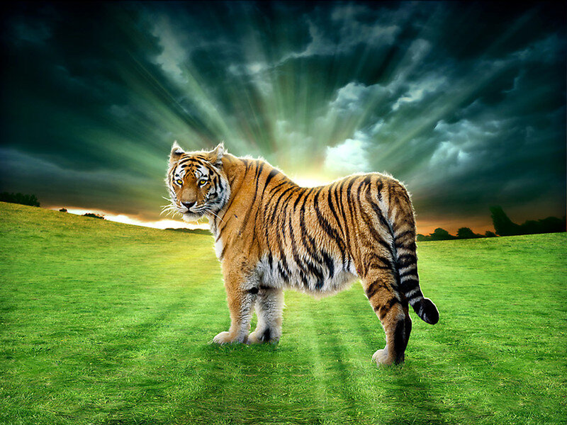 Tiger on Grass Field