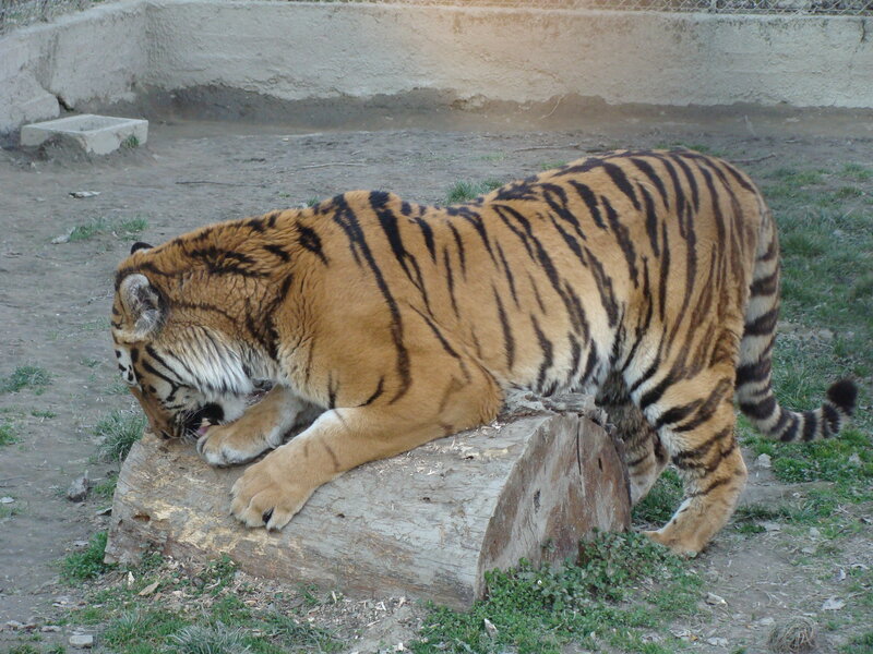Tiger on Log — Orange