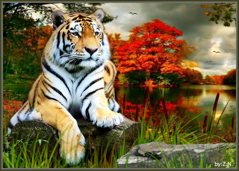 Tiger on Log