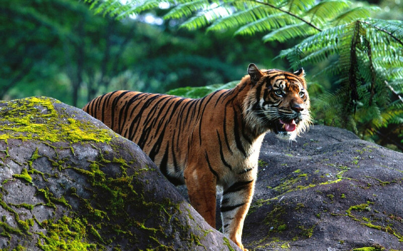 Tiger on Mossy Rock