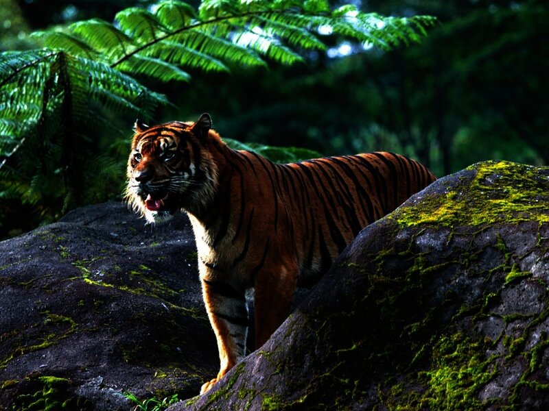 Tiger on Mossy Rocks — Green, Dramatic