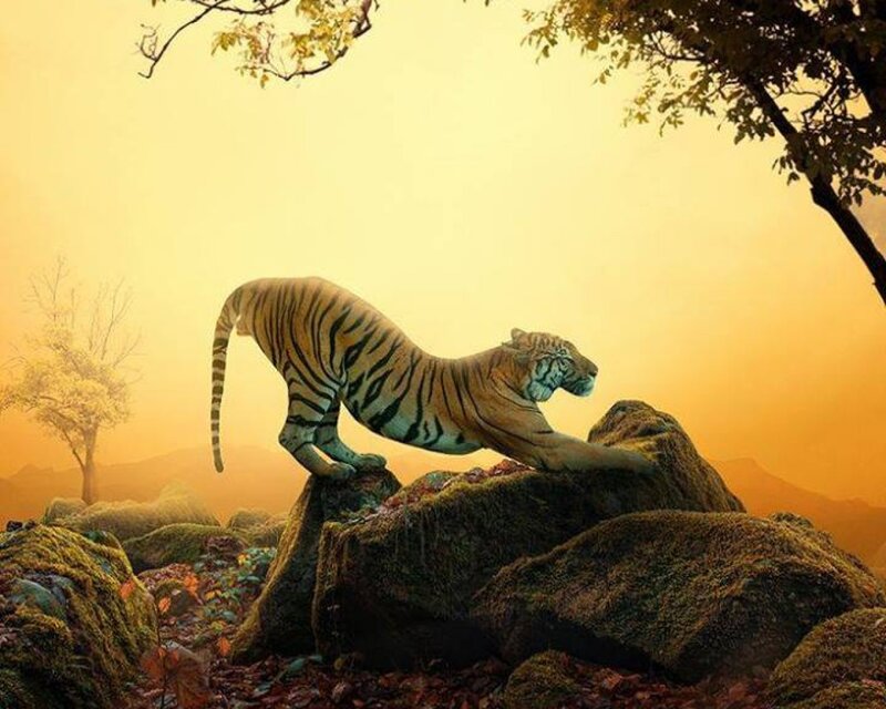 Tiger on Mossy Rocks — Orange