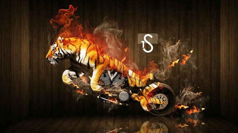 Tiger on Motorcycle
