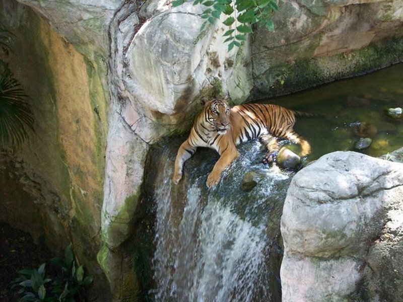 Tiger on Rock