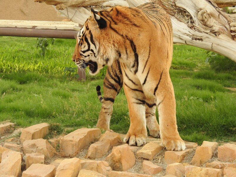 Tiger on Rocks — Orange, Alert, Afternoon