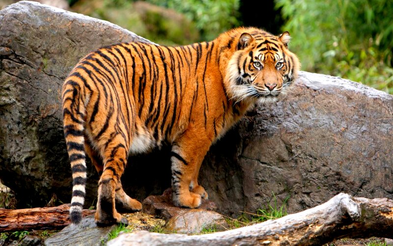Tiger on Rocks — Orange, Alert