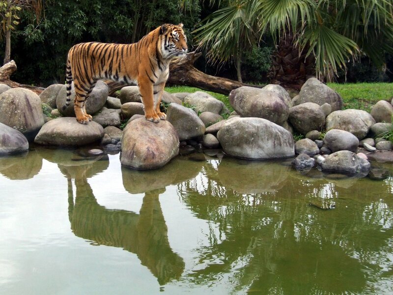 Tiger on Rocks — Orange