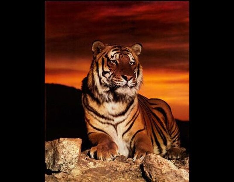 Tiger on Rocks