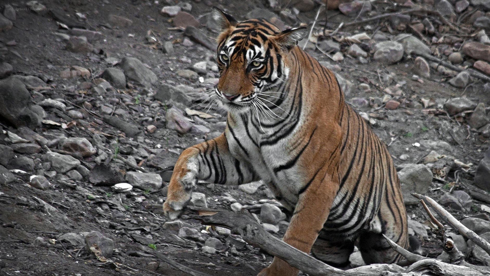 tiger on rocky ground