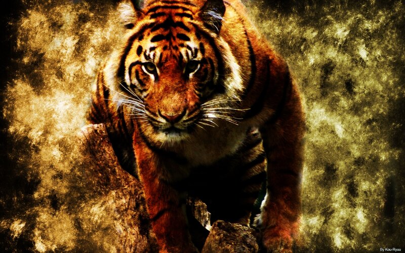 Tiger on Rocky Terrain