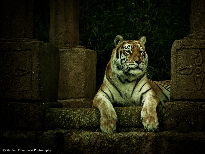 Tiger on Stone Steps