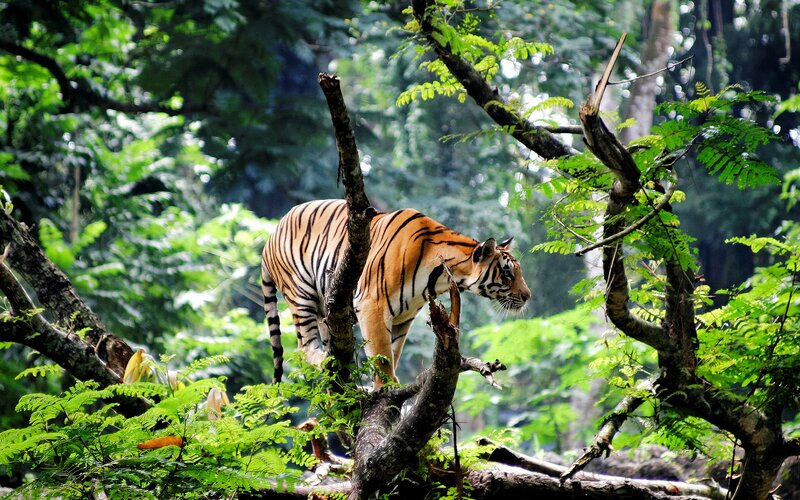 Tiger on Tree Branch — Green, Natural, Afternoon