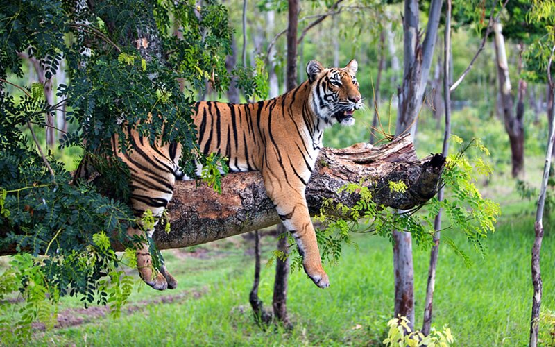 Tiger on Tree Branch — Green, Natural