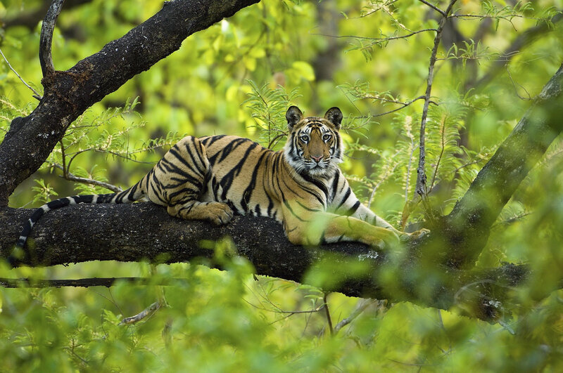 Tiger on Tree Branch — Green