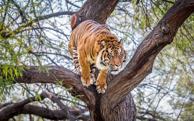 Tiger on Tree Branch — Orange, Alert, Afternoon