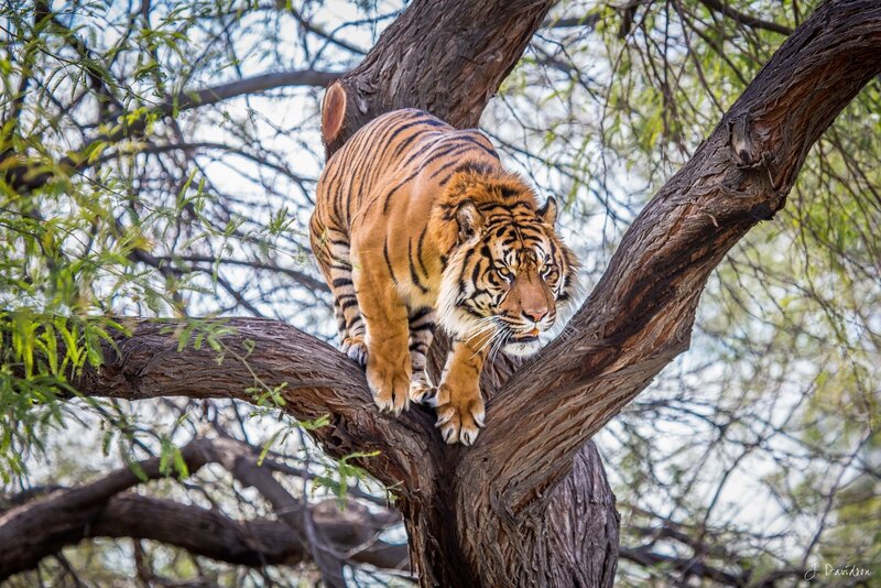 Tiger on Tree Branch — Orange, Alert