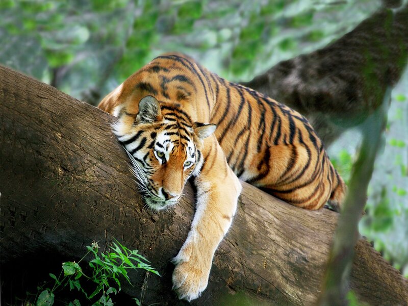 Tiger on Tree Branch — Orange, Calm