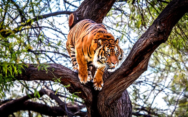 Tiger on Tree Branch — Orange