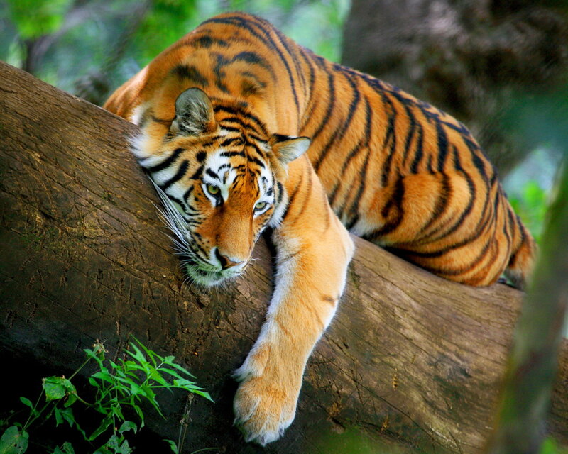 Tiger on Tree Branch