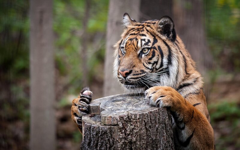 Tiger on Tree Stump — Orange