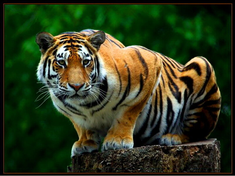 Tiger on Tree Stump