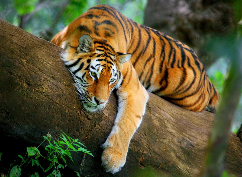 Tiger on Tree Trunk