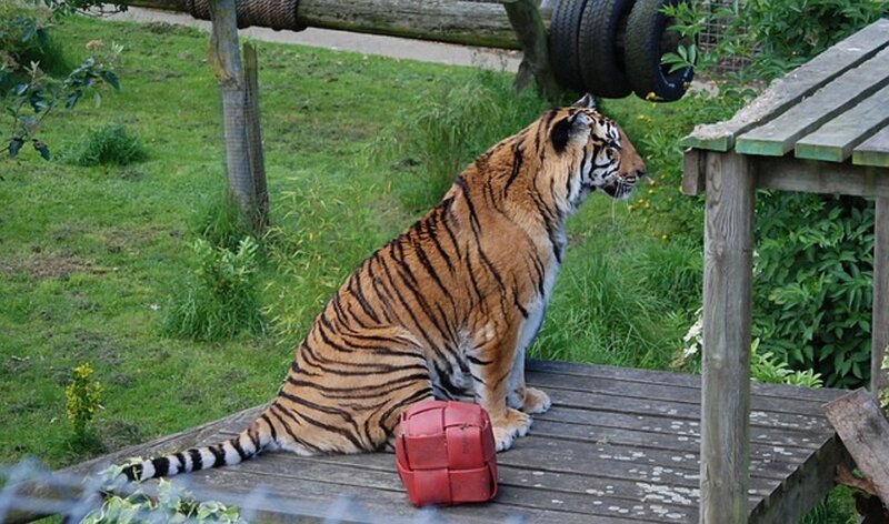 Tiger on Wooden Platform — Brown