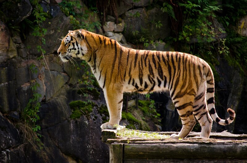 Tiger on Wooden Platform — Orange, Alert, Afternoon, Photograph