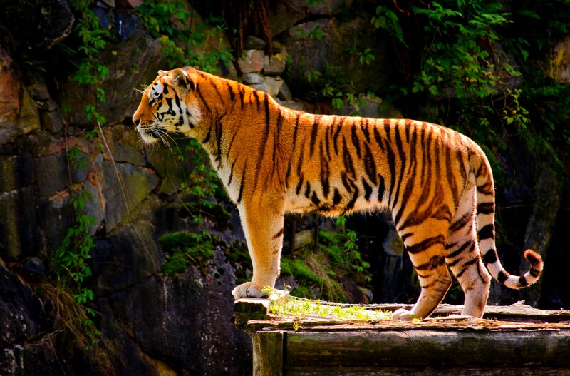 Tiger on Wooden Platform — Orange, Alert, Afternoon
