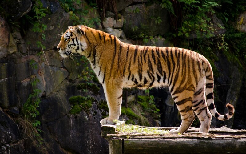 Tiger on Wooden Platform — Orange, Alert