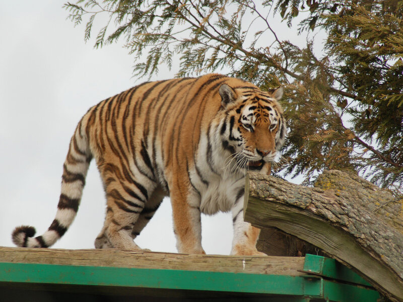 Tiger on Wooden Platform — Orange