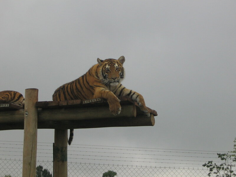 Tiger on Wooden Platform