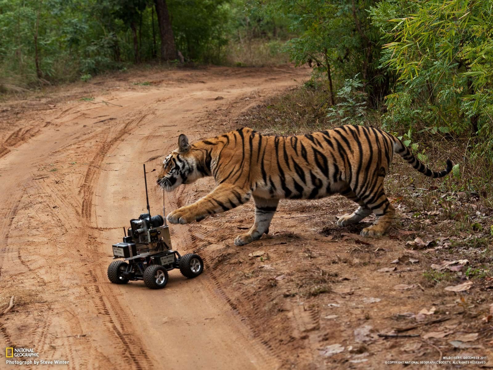 Tiger paws at remote control vehicle