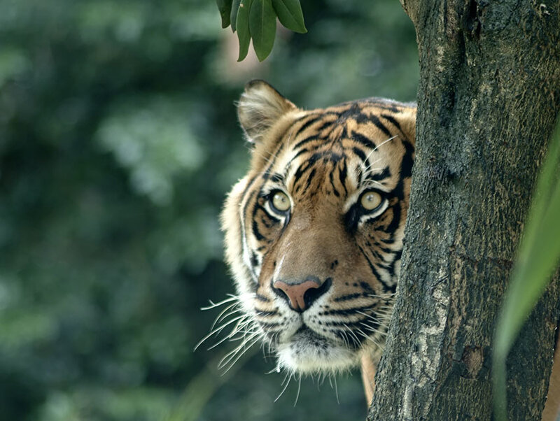 tiger peeking from behind a tree