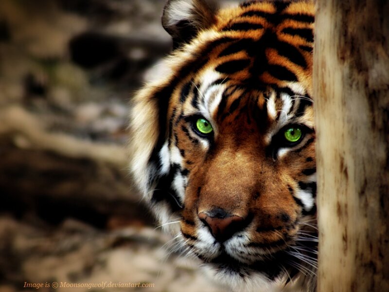 Tiger Peeking from Behind