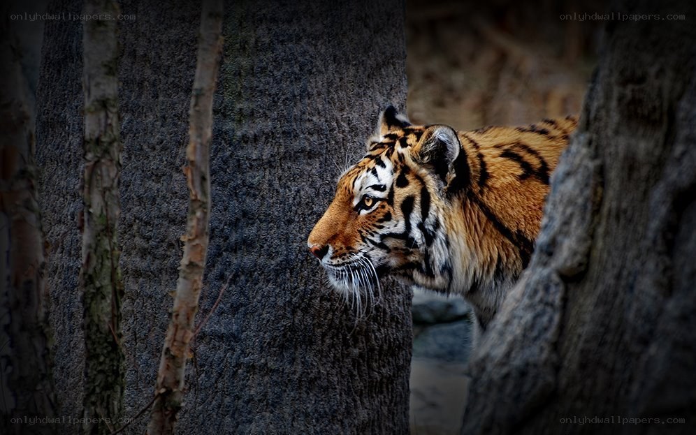 tiger peeking from behind tree