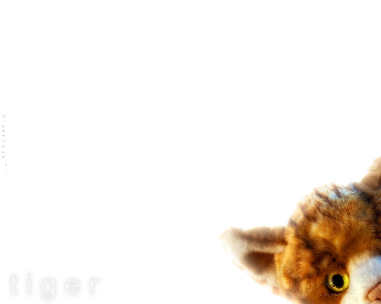 tiger peeking from corner