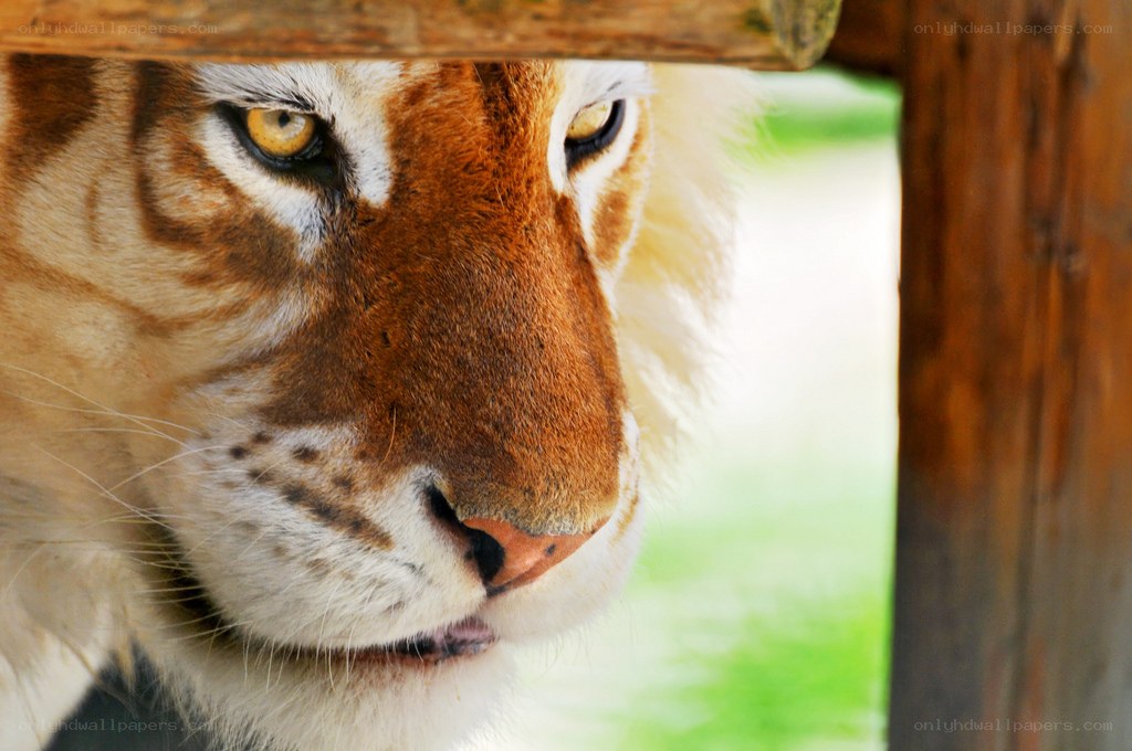 tiger peeking through wooden frame