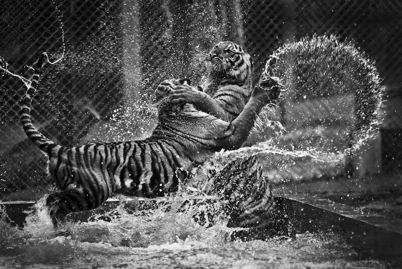 Tiger Playing in Water — Black