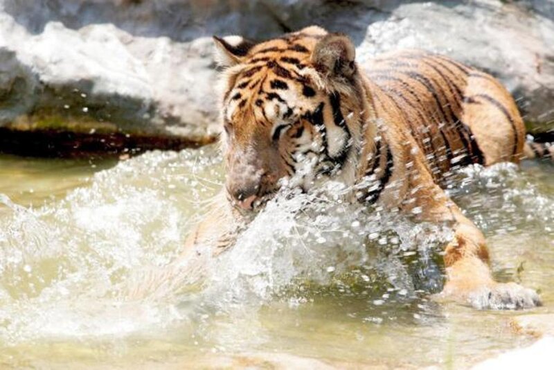 tiger playing in water