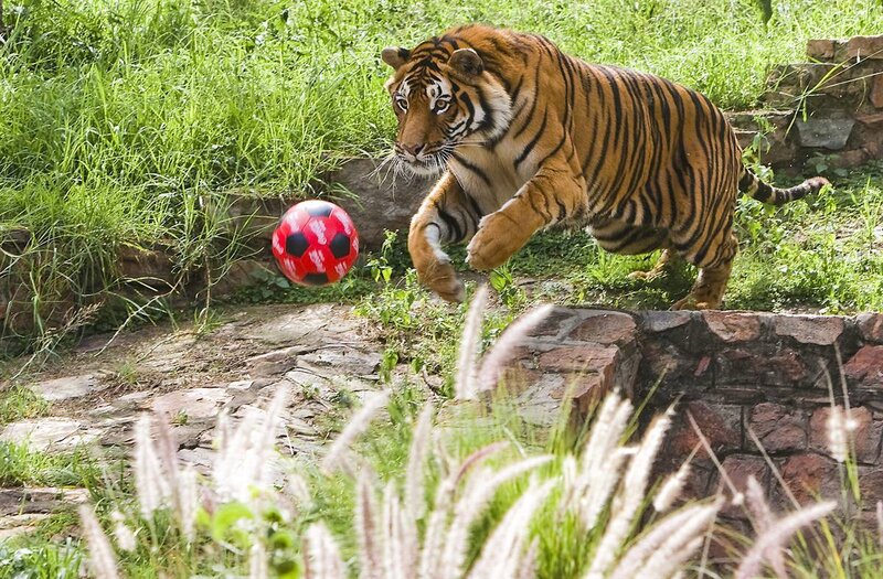 Tiger playing with a ball