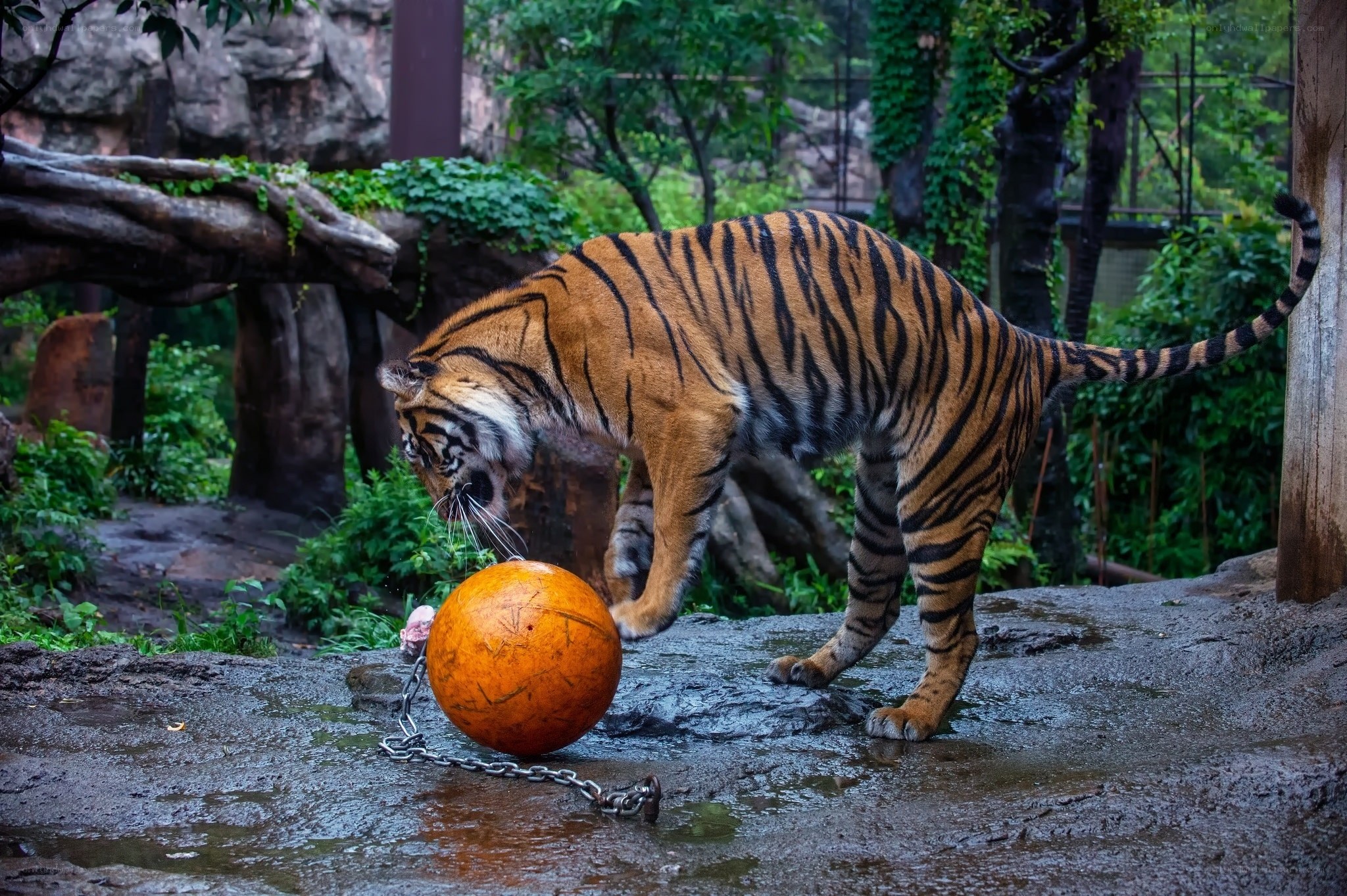 Tiger playing with a ball