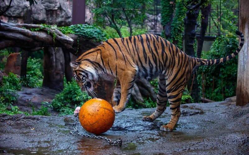 Tiger Playing with Ball